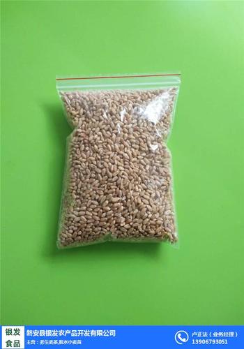 新鲜小麦草厂家-新鲜小麦草-银发食品【专业可靠】(查看)